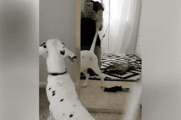 Dogs reacting to mirrors will make you LOL
