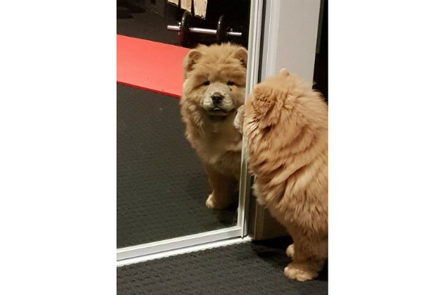 Dogs reacting to mirrors will make you LOL