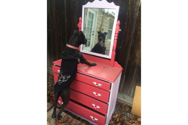 Dogs reacting to mirrors will make you LOL