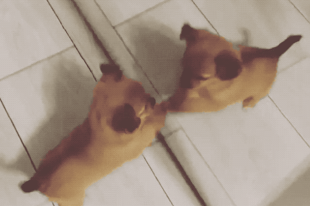 Dogs reacting to mirrors will make you LOL
