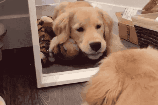 Dogs reacting to mirrors will make you LOL