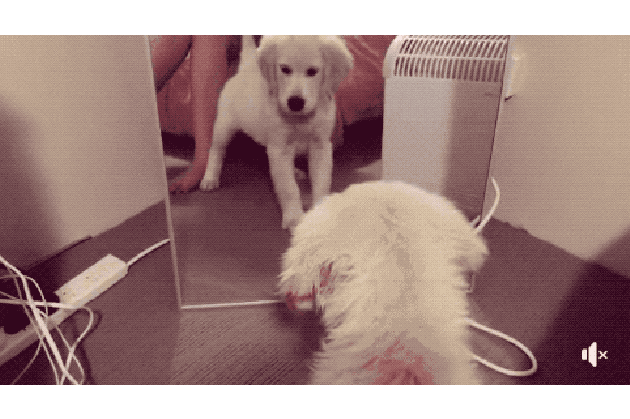Dogs reacting to mirrors will make you LOL