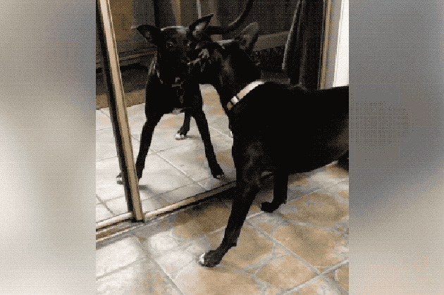 Dogs reacting to mirrors will make you LOL
