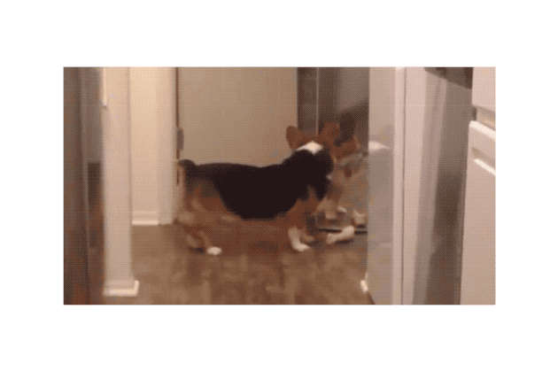 Dogs reacting to mirrors will make you LOL