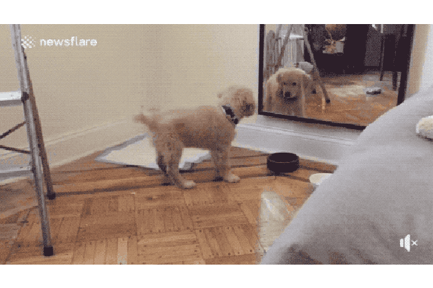 Dogs reacting to mirrors will make you LOL