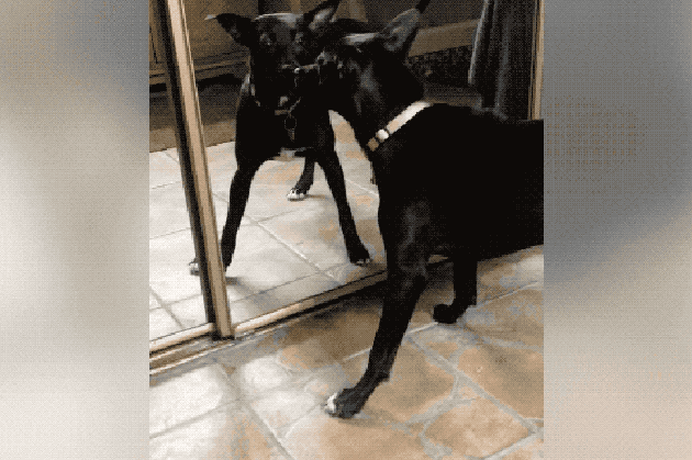 Dogs reacting to mirrors will make you LOL