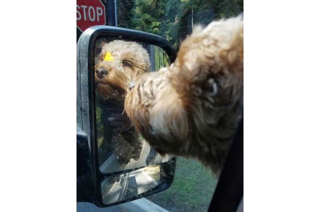 Dogs reacting to mirrors will make you LOL