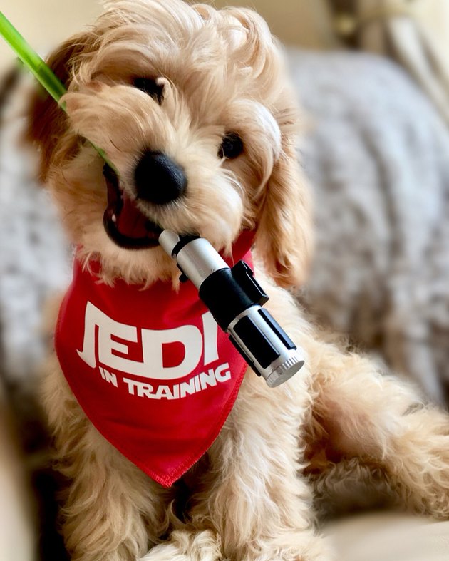 117-star-wars-inspired-dog-names-cuteness