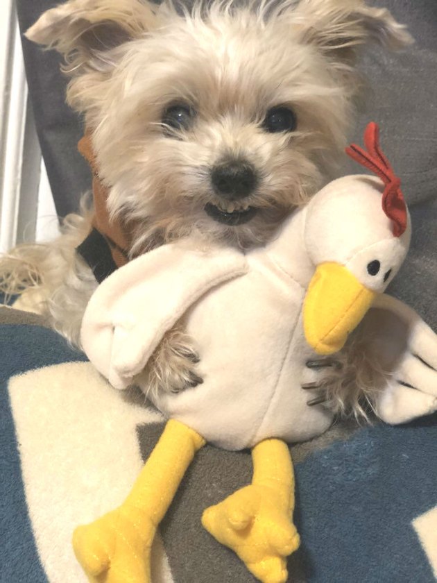 dog pictured with stuffed chicken