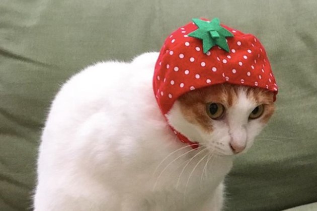 strawberry cat stuffed animal