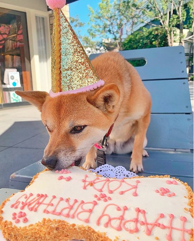 18 Dogs Celebrating Their Birthdays | Cuteness