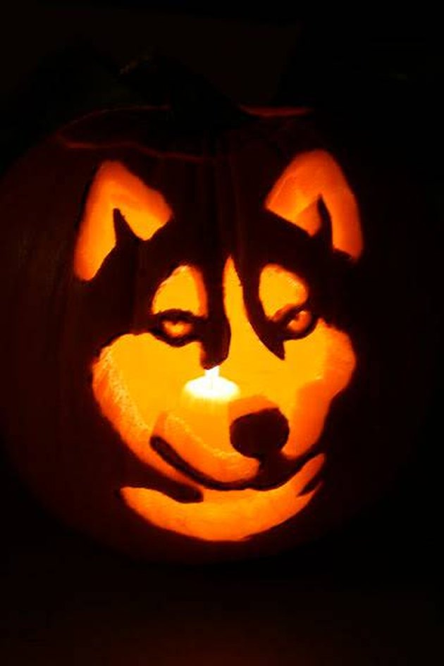 17 of the Coolest Pumpkins Carved Like Animals Cuteness