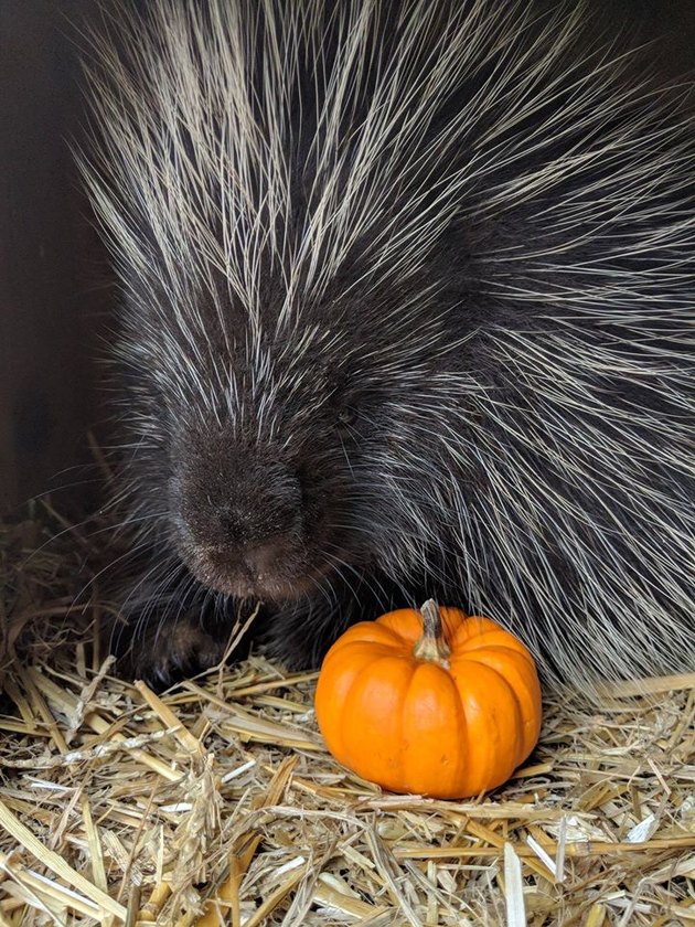 Can You Make It Through These Pictures Of A Porcupine Eating Fruit Without Exploding From