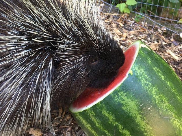 porcupine feats on watermelon
