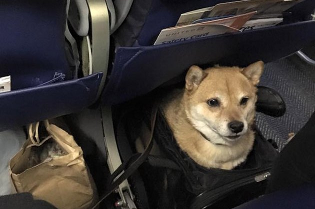 Just 25 Dogs On Planes | Cuteness