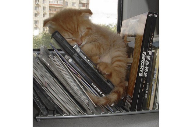 Kitten fast asleep on shelf with DVD's