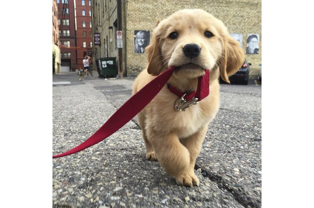 Labrador puppy takes himself for a walk