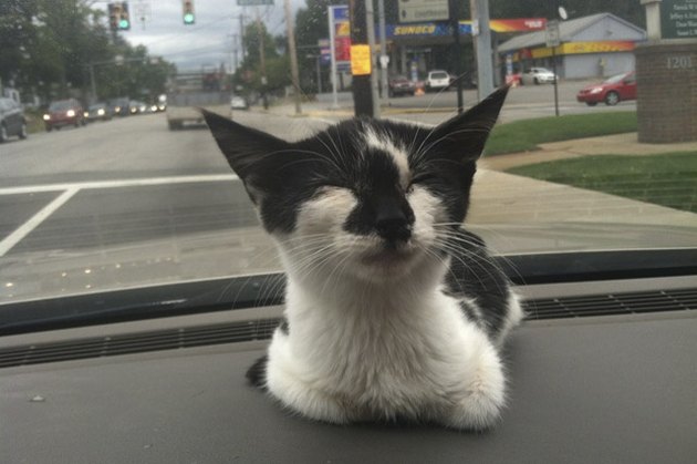 Happy rescued kitten sitting on a car's dash board