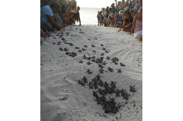 Humans on a beach forming two walls so the baby turtles can find their way to the ocean