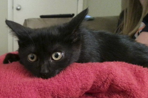 Black kitten rescued on Friday the 13th