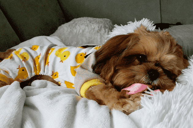 Puppy in rubber ducky pajamas