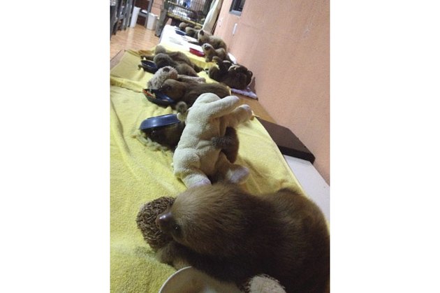 Baby sloths snuggling stuffed animals at a sloth sanctuary