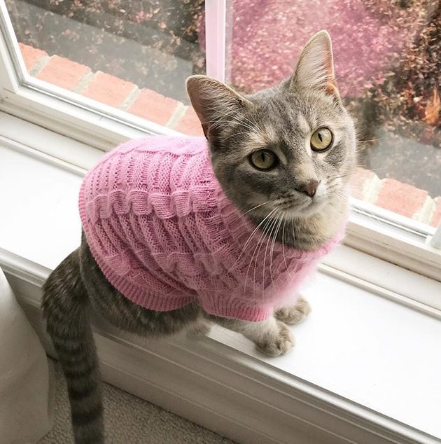 18 Adorable Cats in Sweaters Cuteness