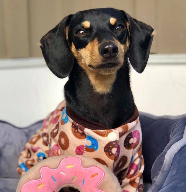 22 Dogs In Pajamas Who Are Crushing Coziness Goals | Cuteness