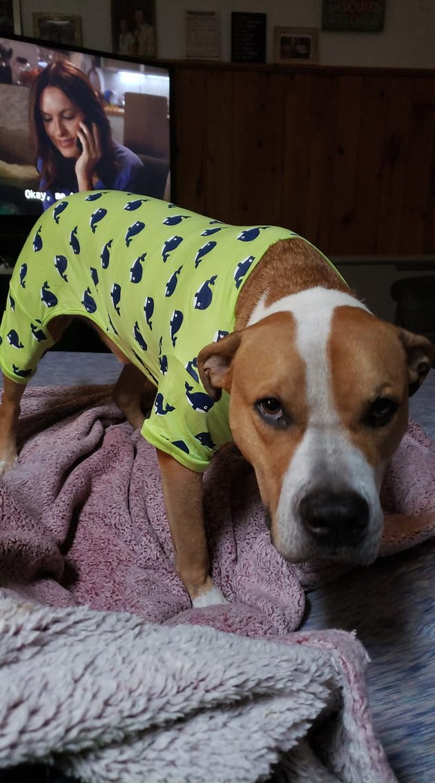 22 Dogs In Pajamas Who Are Crushing Coziness Goals | Cuteness