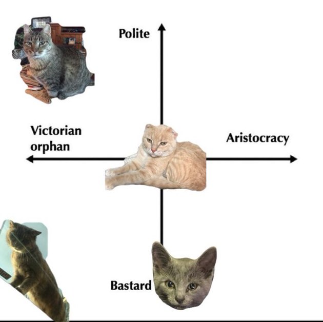 People Are Graphing Their Cats Onto This Axis And We Can't Stop