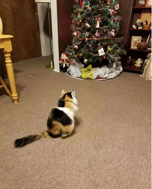 18 More Cats Vs Christmas Trees For Your Holiday Horror ...