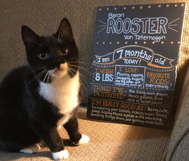 cat stands next to funny chalkboard