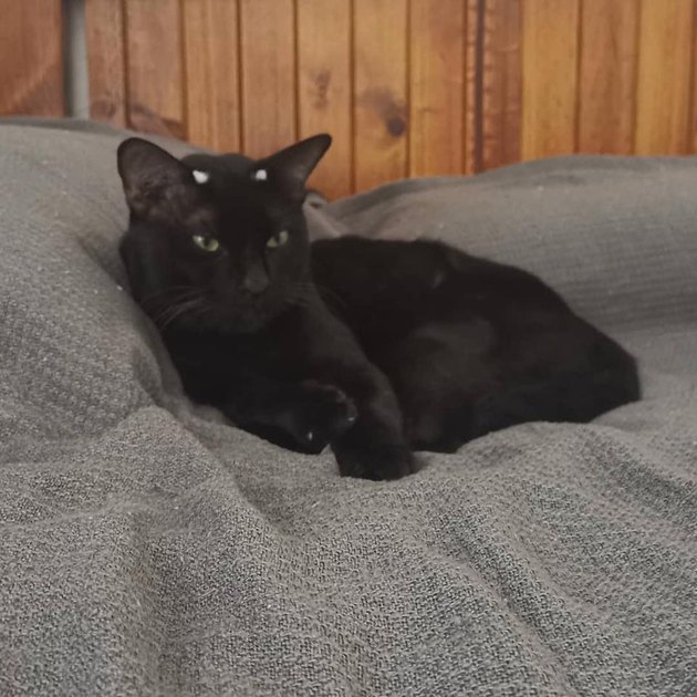 cat with two white spots on forehead