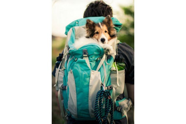 Dogs in backpacks