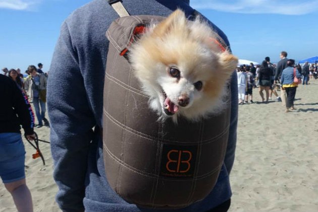 Dogs in backpacks