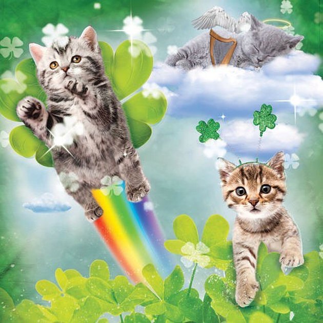 find-gold-at-the-end-of-the-rainbow-with-these-230-irish-cat-names