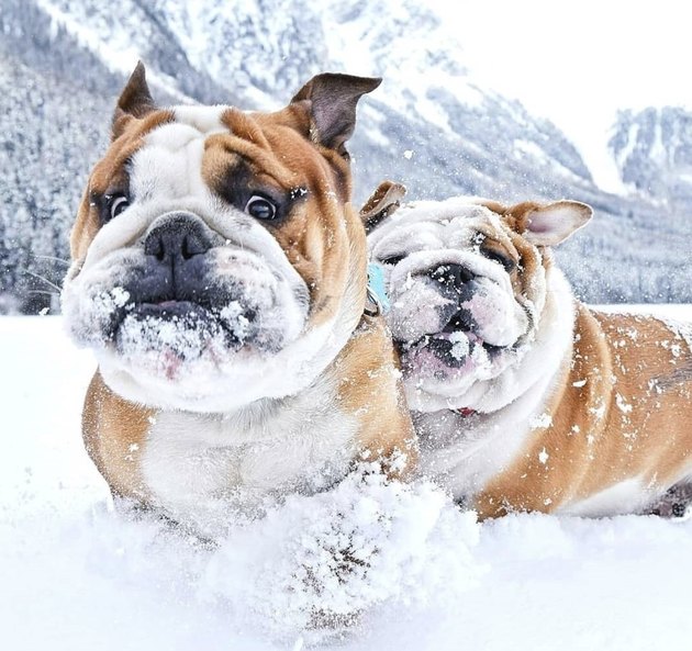 chubby puppies single pack bulldog