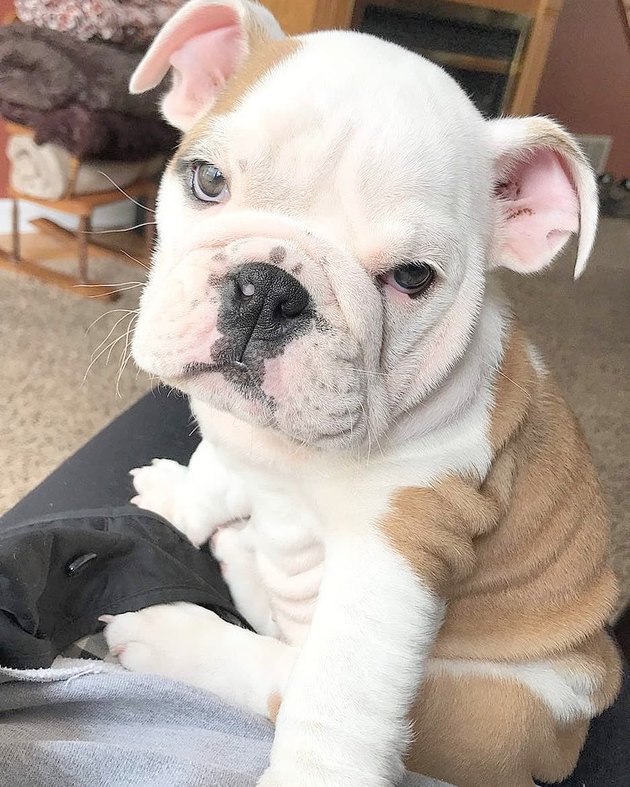 Can You Scroll Through These Chubby Bulldog Puppies Without Screaming ...