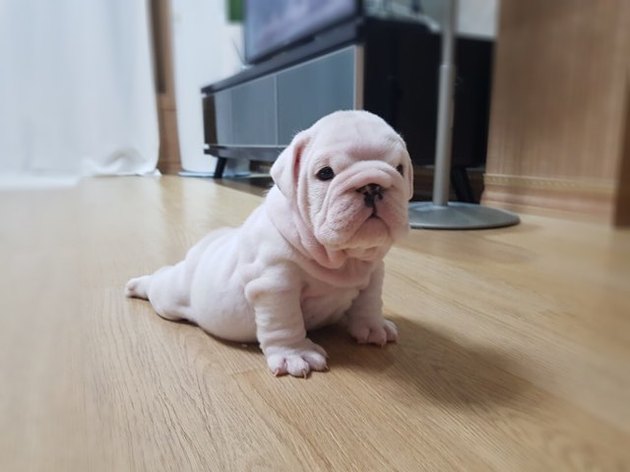 chubby puppies single pack bulldog