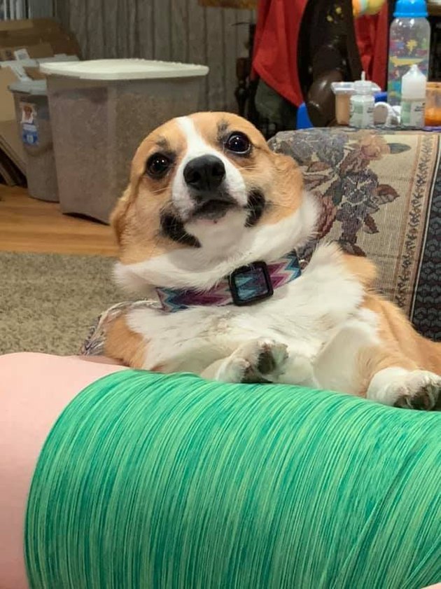 17 Things All Corgis Disapprove Of