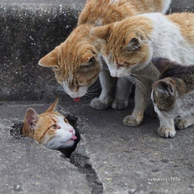 Group of cats with tongues sticking out