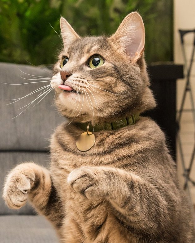 Cat with its tongue sticking out