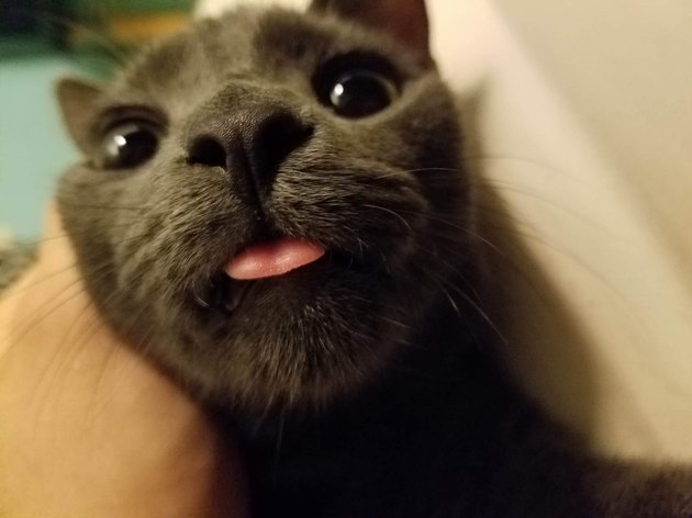 Cat with its tongue sticking out