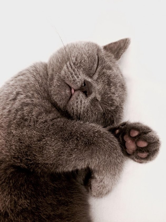 Cat with its tongue sticking out