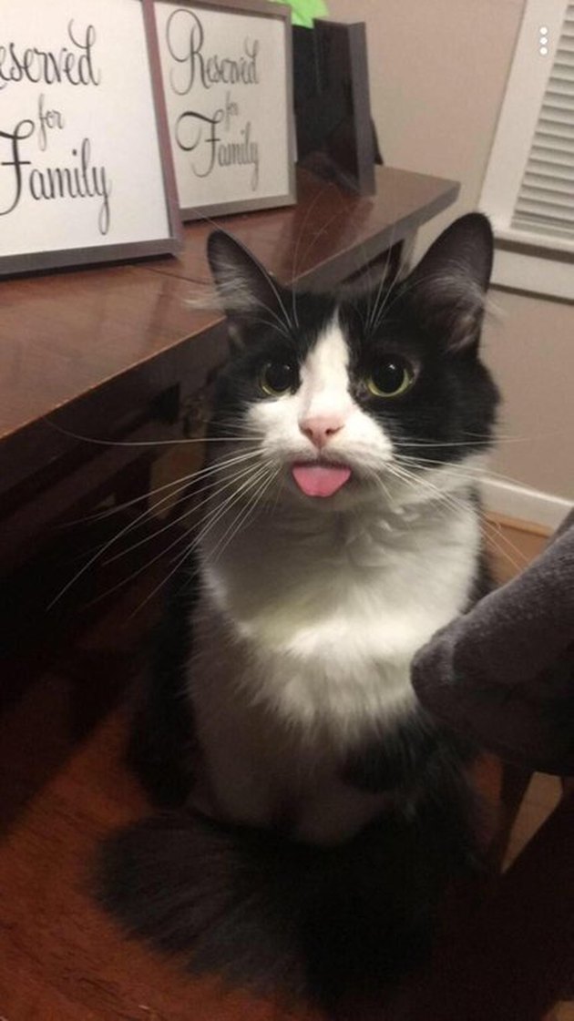 Cat with its tongue sticking out