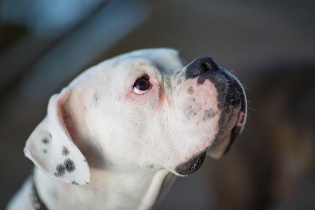 Why is there a high rate of deafness in white dogs?