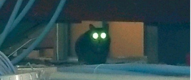 Kitty Named ‘Little Dork’ Evades Airport Police For Days