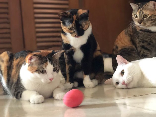 cats are captivated by spinning egg