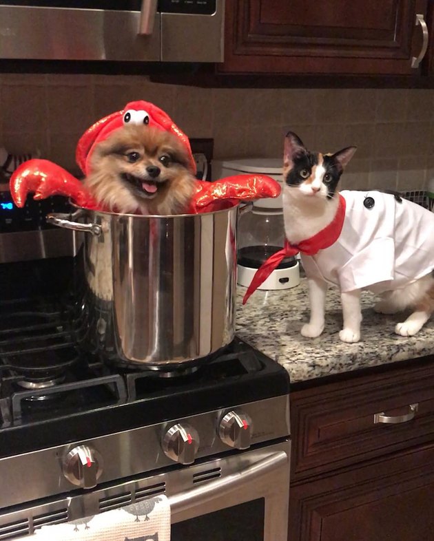 21 Awesome Duo  Costumes  For Two Pets Cuteness