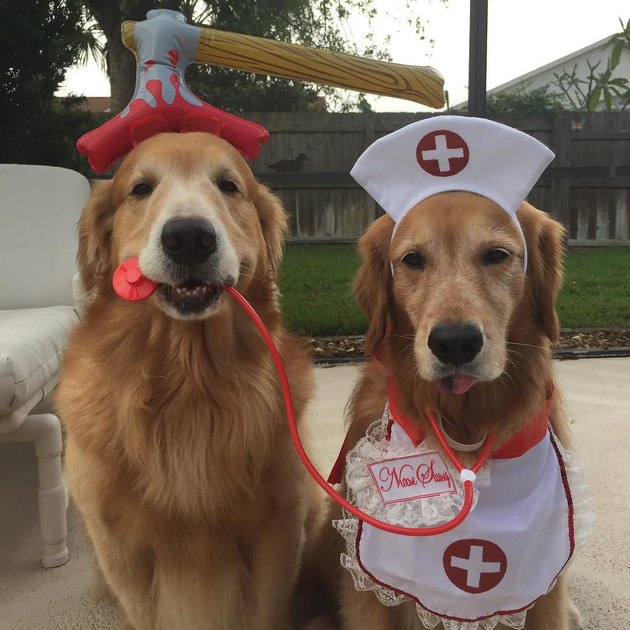 Dog Duo Costumes
 21 Awesome Duo Costumes For Two Pets